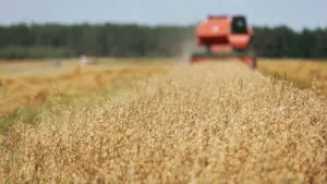En Rusia se propuso crear un Centro de Diplomacia Alimentaria de los BRICS 11 granos