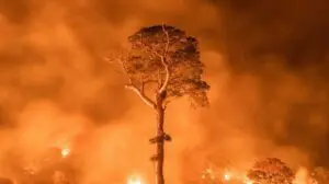 Disminuyen focos de incendios en la Amazonía brasileña