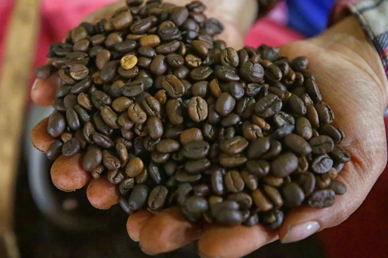 Honduras genera históricas exportaciones de café 1 8022707596001