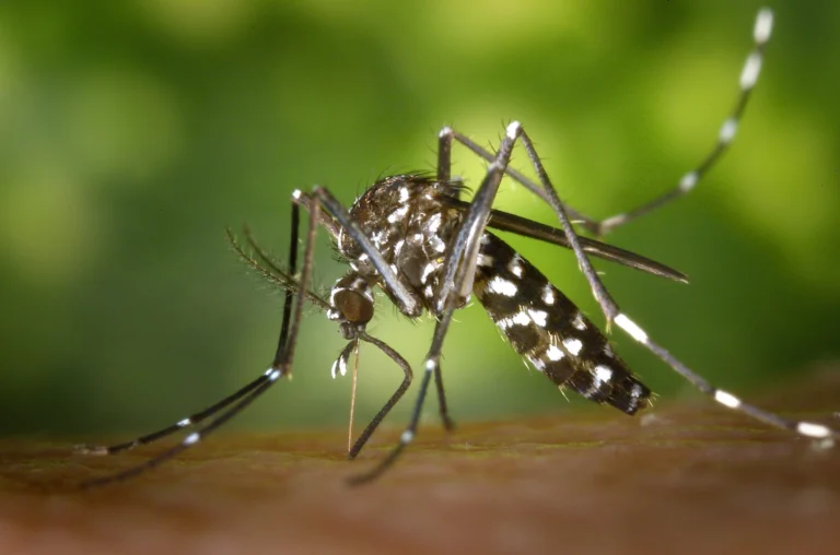 OMS alerta sobre posible propagación global de Chikungunya 1 cdc gathany aedes albopictus 1 scaled 1
