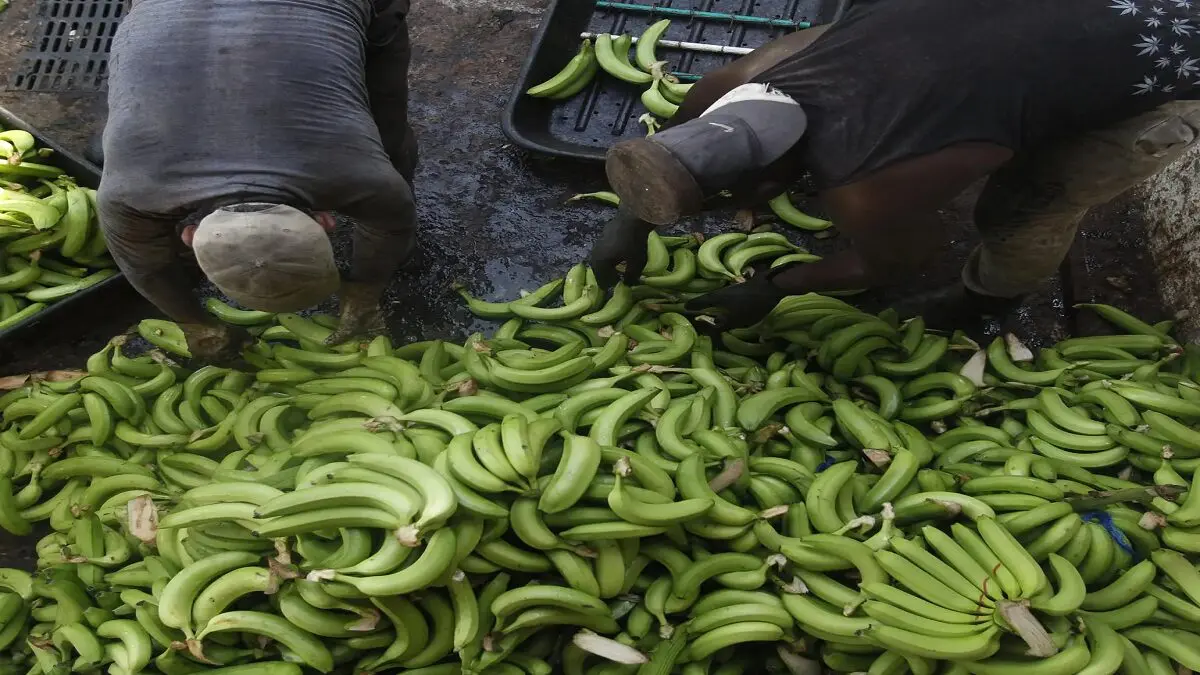 platano.jpg