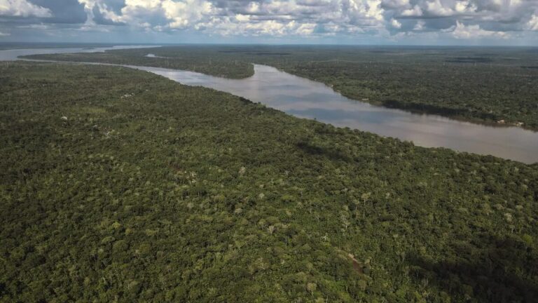 brasil bosques
