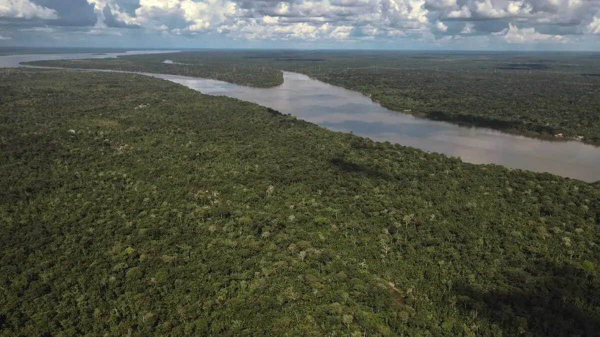 brasil bosques.jpg