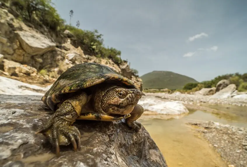 Zoológico en México logra reproducción de tortuga en extinción más pequeña del mundo 3 db4a8cc5 e6c7 4aab 82c5 eddcc50dc517.jpg
