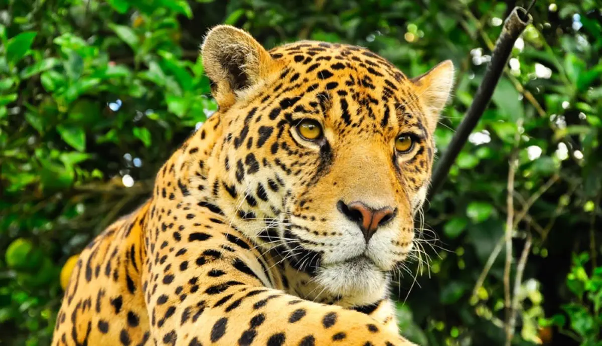 jaguar en mexico cinco vientos 1.jpg