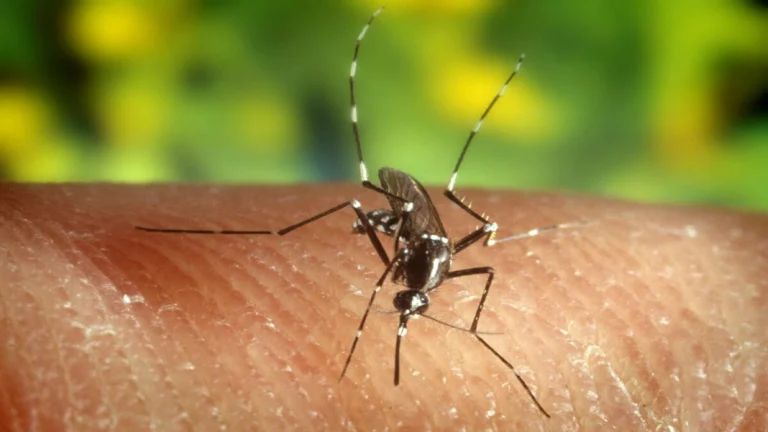 Italia: Casos de Fiebre del Nilo Occidental aumentan y se reportan 11 muertos 1 virus del nilo
