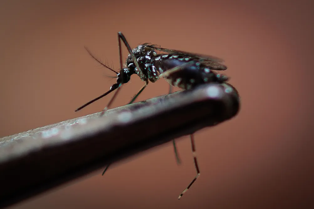 ame5976 brasil dengue