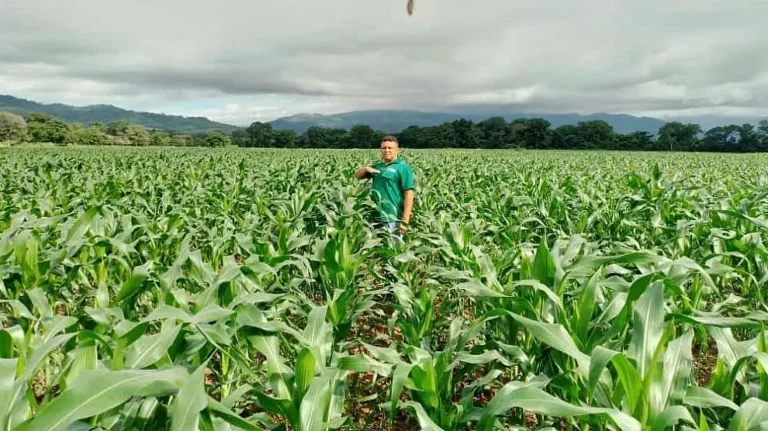 Producción de alimentos en Venezuela cubre más del 90% de abastecimiento, según FAO 1 maiz