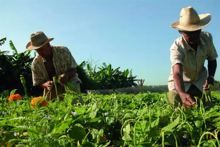 cuba inversion extranjera produccion alimentos foto granma.jpg