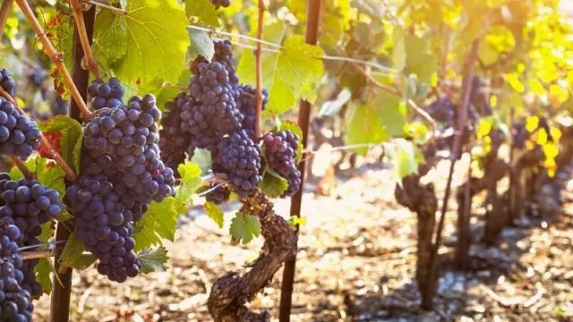 uvas.jpg