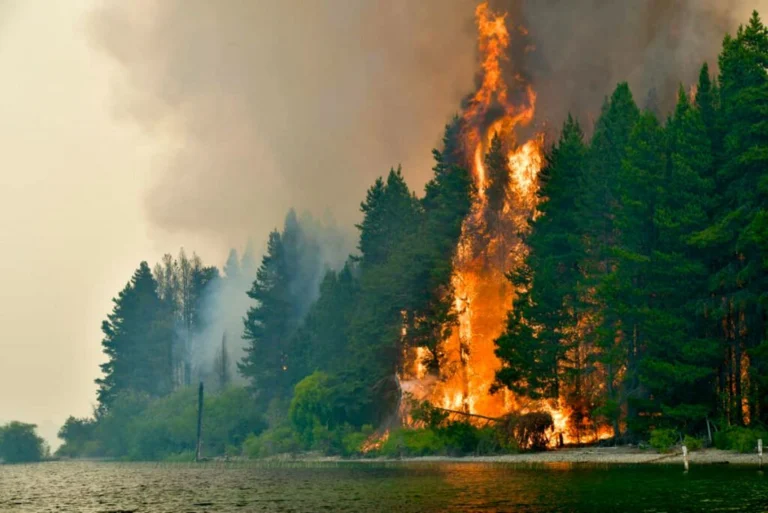 web incendios chubut 4 1024x684 1