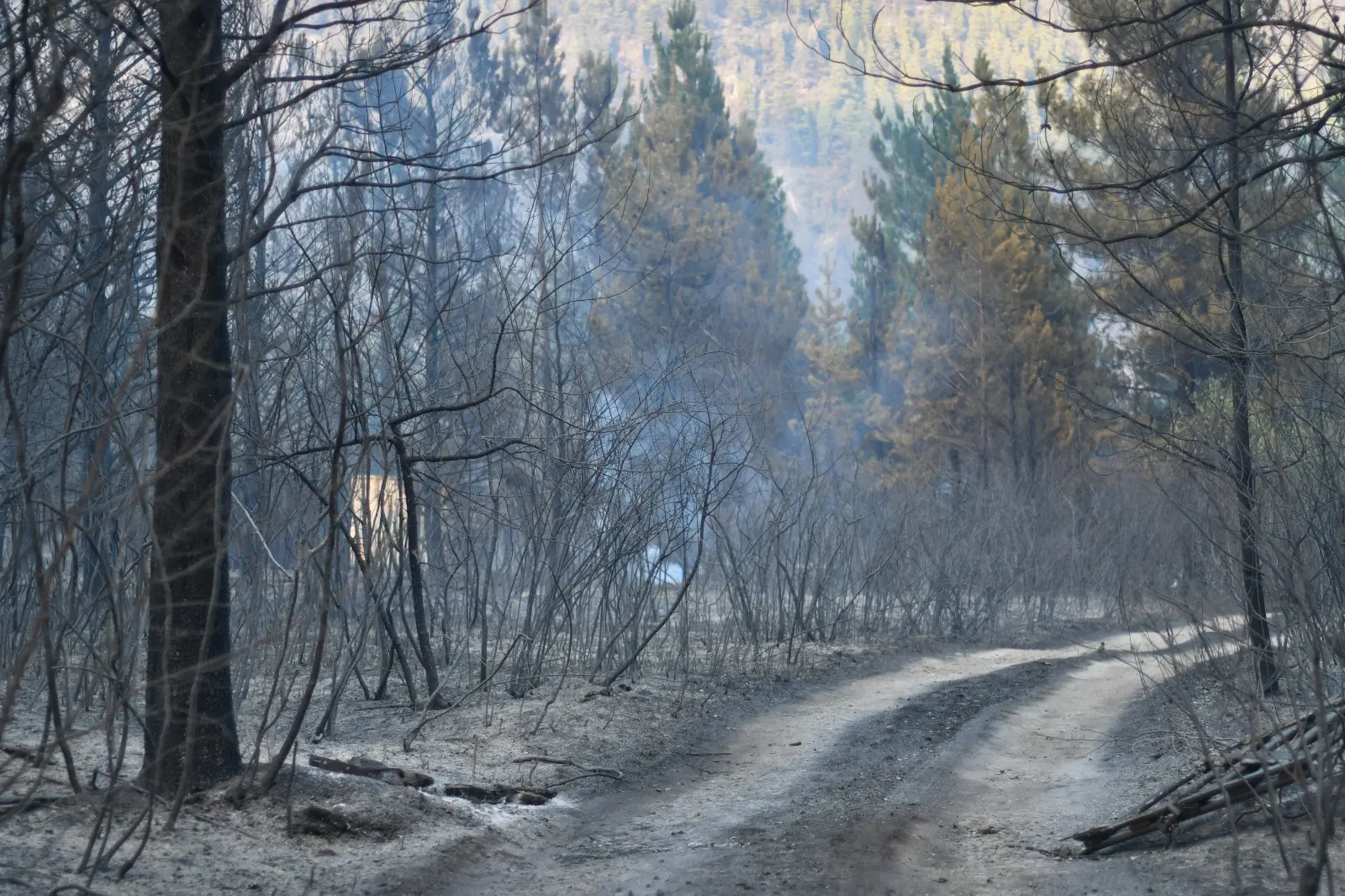 whatsapp image 2026 01 28 at 3 25 45 pm 3.jpeg