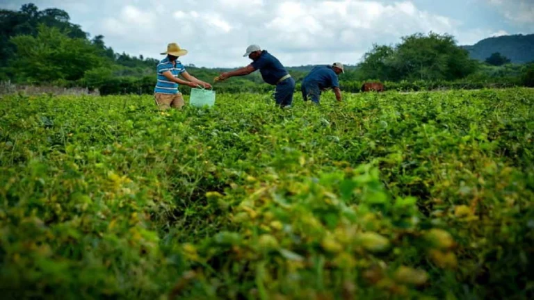 cuba produccion alimentos