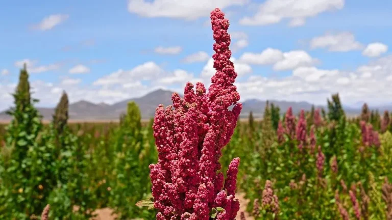 quinoa