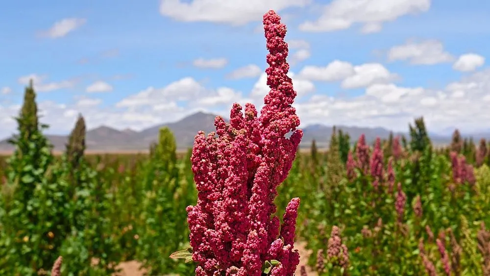 quinoa
