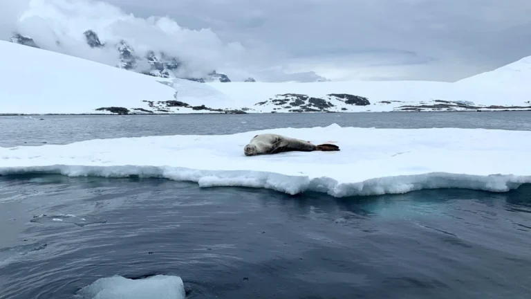 antartida glaciares