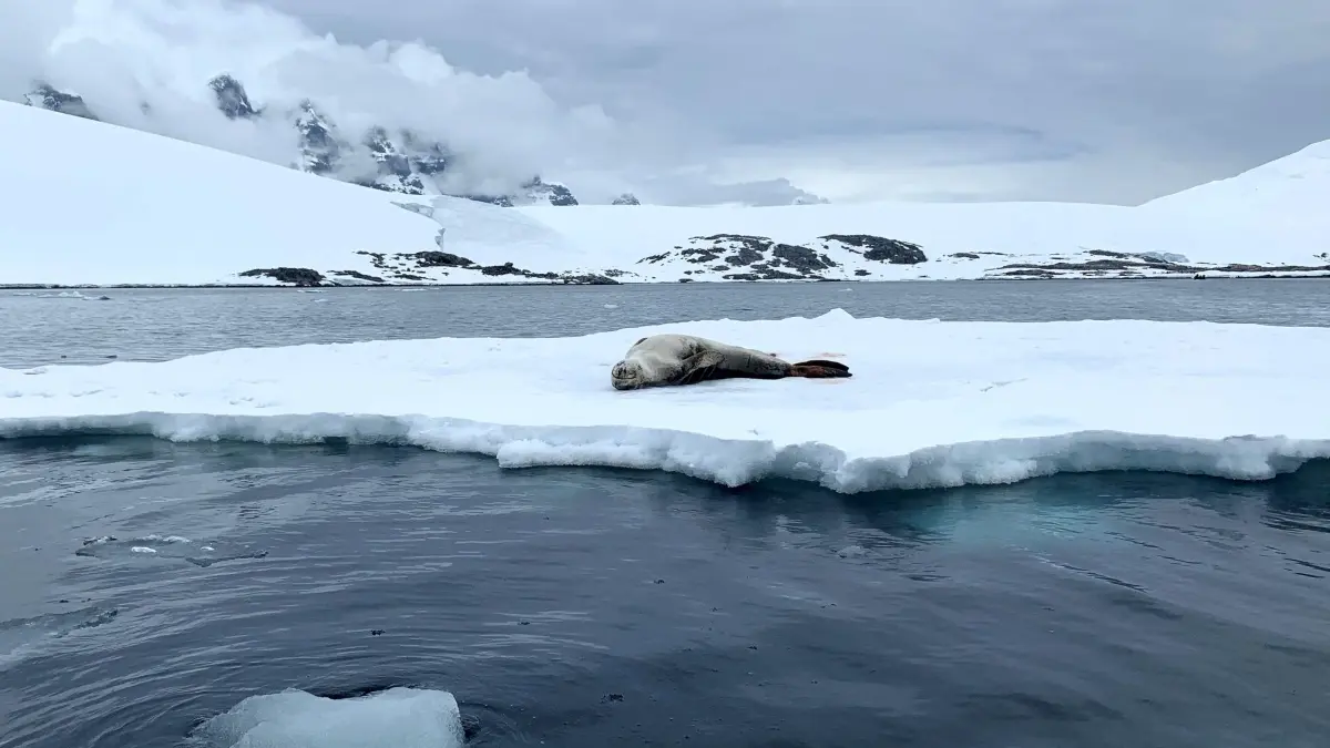 antartida glaciares.jpg
