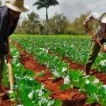 cuba agricultores foto via campesina 1