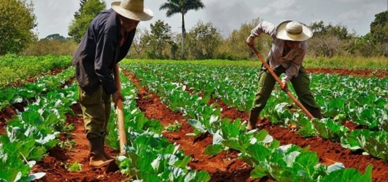 cuba agricultores foto via campesina 1