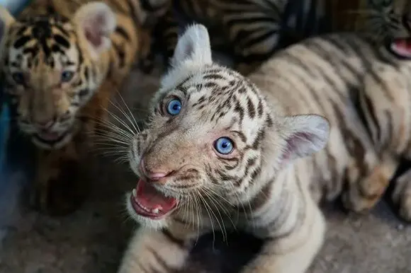 Nacen cuatro cachorros de tigre de Bengala en el Zoológico Nacional de Cuba 2 image 6.jpg