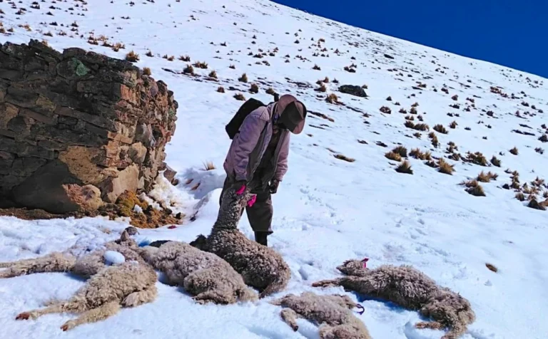 bolivia nevadas frio extremo muerte ganado foto abi 1