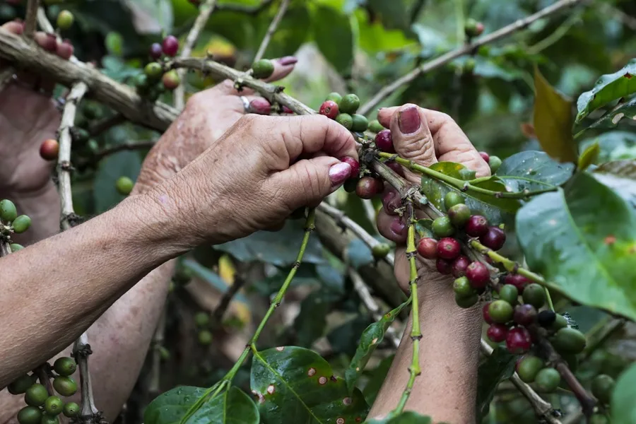 cafe colombia