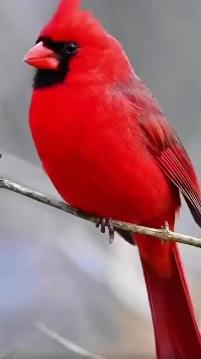 Fauna y diversidad cultural 4 cardenal propio del estado lara.jpg