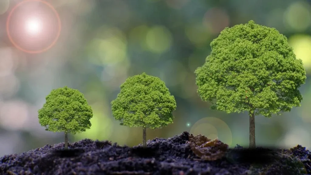 etiopia reforestacion