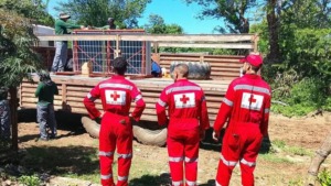 cruz roja cuba paneles solares 2026