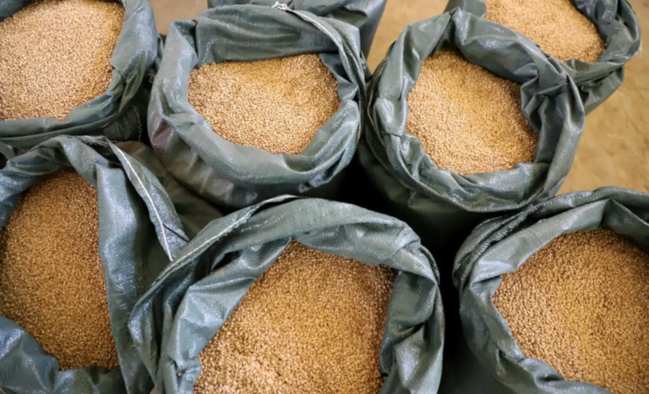 fao cereales01.jpg