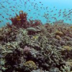 gran barrera coral perdida coralina3