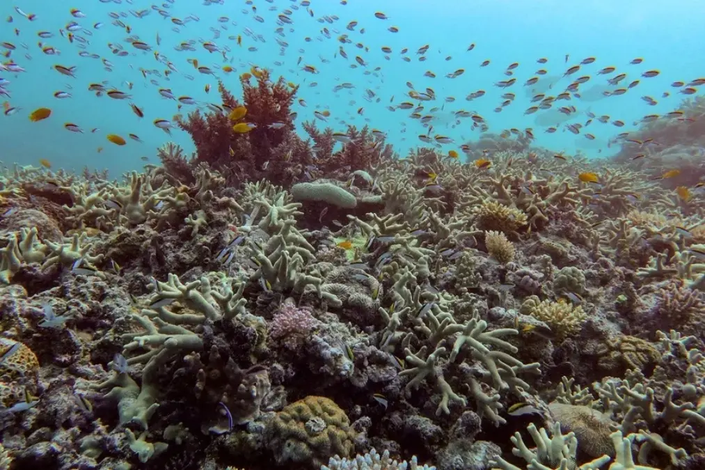Arrecifes de coral enfrentan riesgo extremo de colapso global en próximas décadas - teleSUR